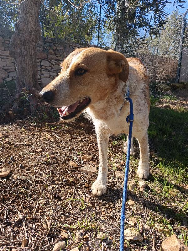 Kiss, giovane meticcio 3 anni e mezzo Foto 2